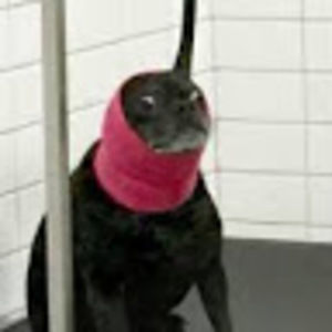 Meet your Posher, Samuel